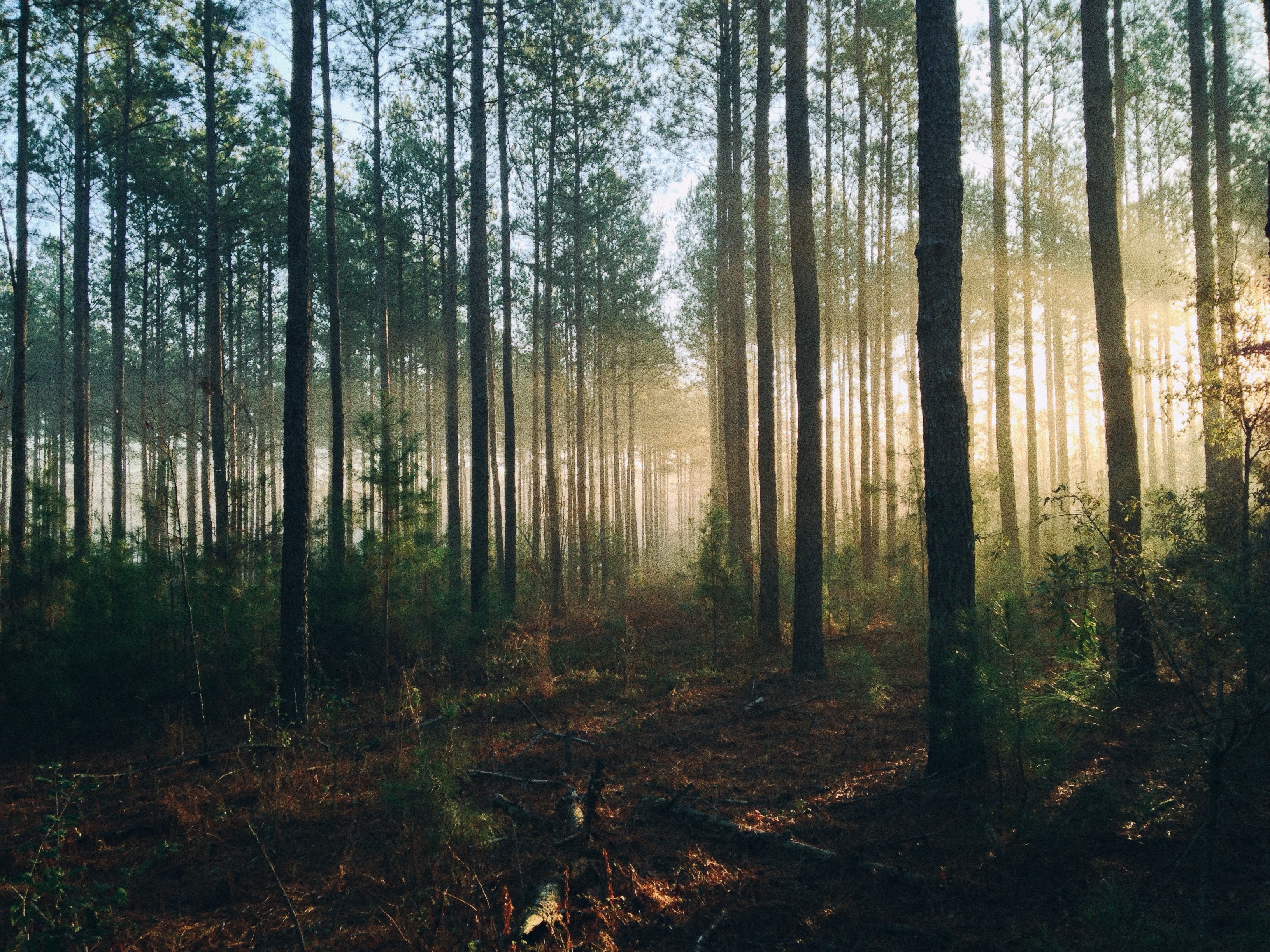 groentkoekken_designa_natur